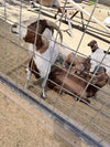 Dehydrated Horse Manure