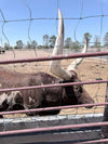 Dehydrated Horse Manure