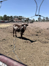 Dehydrated Horse Manure