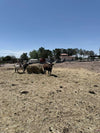 Dehydrated Horse Manure
