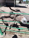 Dehydrated Horse Manure